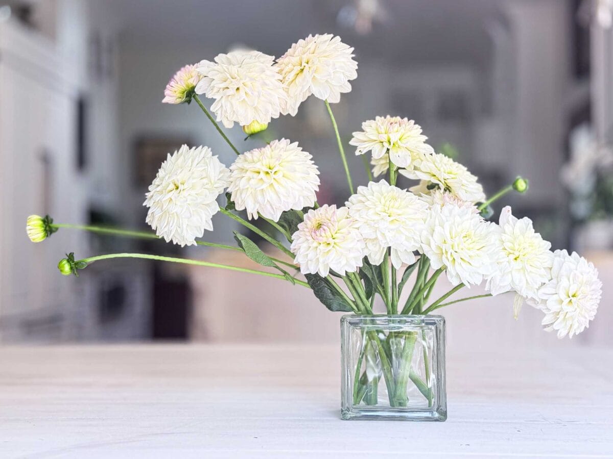 A clear glass vase holds a bouquet of boom boom white dahlias with green stems, showcasing elegant dahlia flower arrangements, placed on a light-colored table in a softly blurred indoor setting.