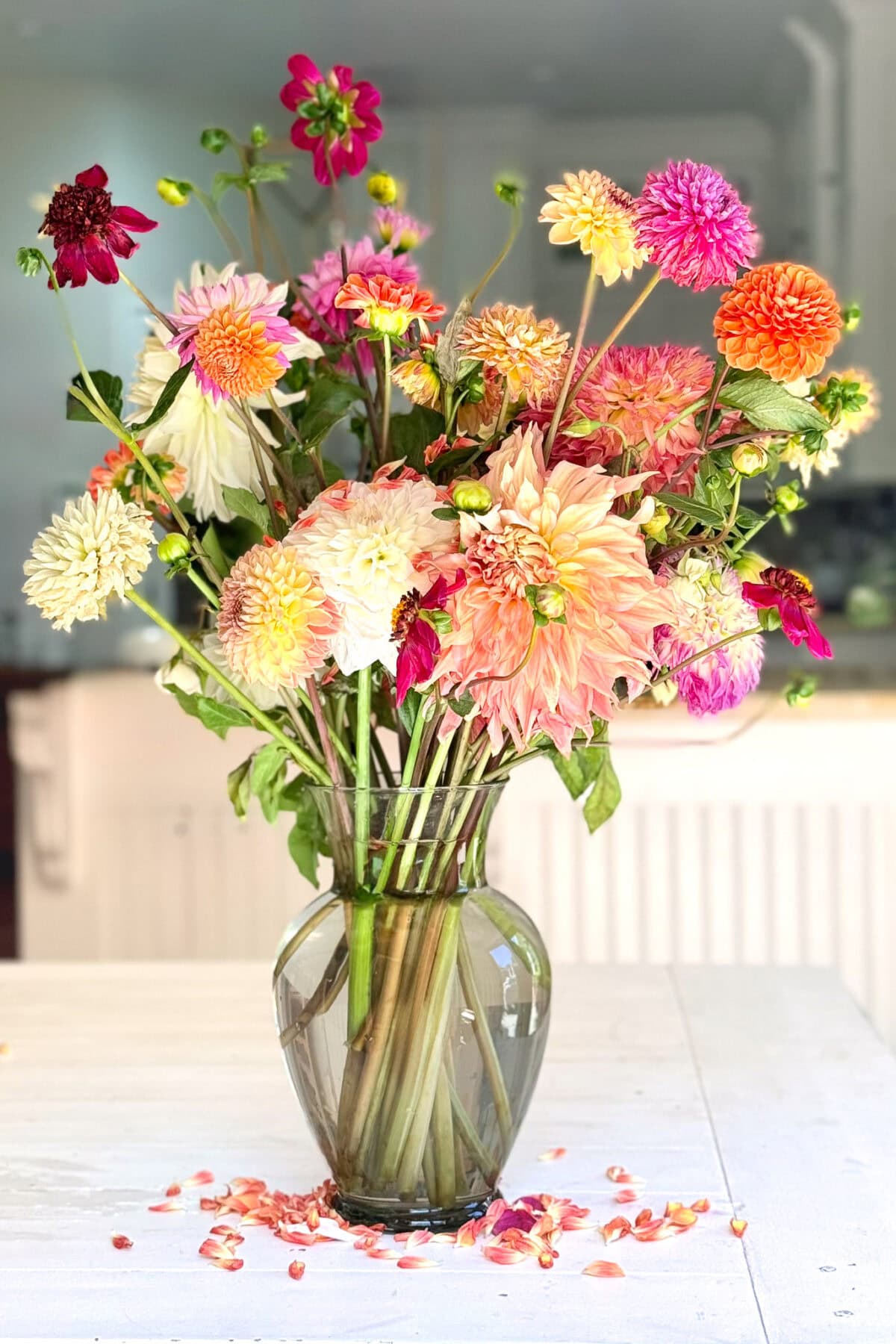 A glass vase filled with assorted colorful dahlias sits on a white table, showcasing elegant dahlia flower arrangements, with scattered petals around its base in a bright room.