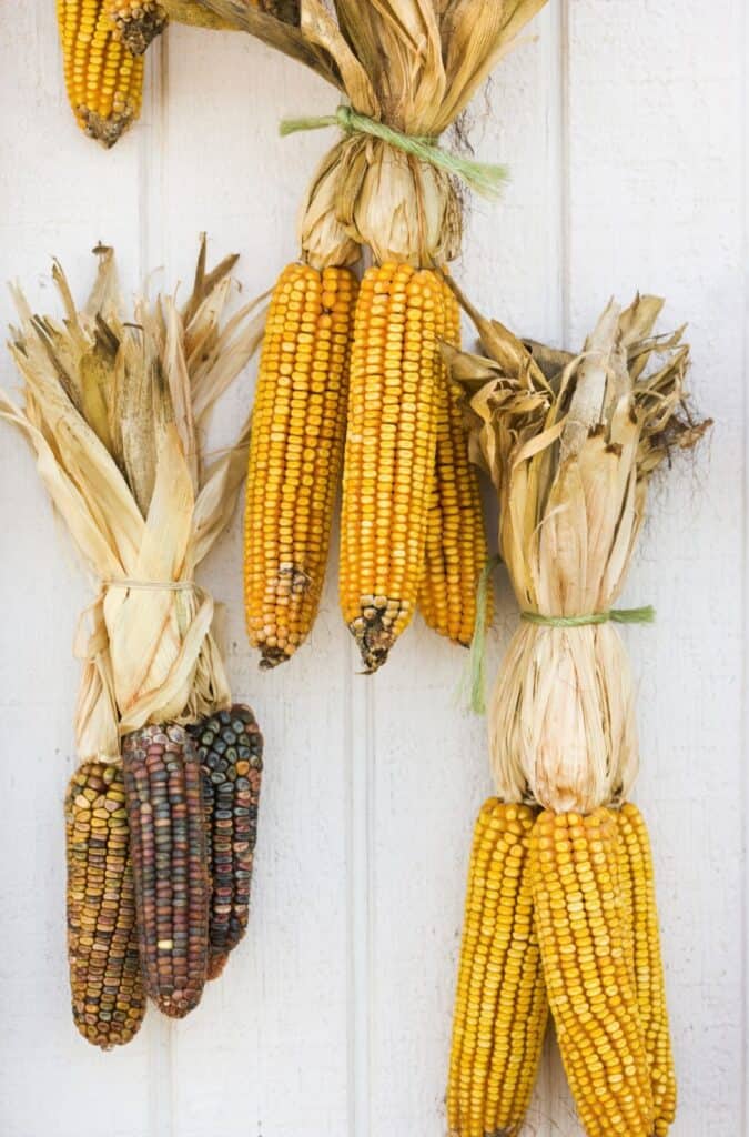 With its vibrant and multicolored kernels, decorative corn brings an artistic touch to your fall front porch. 