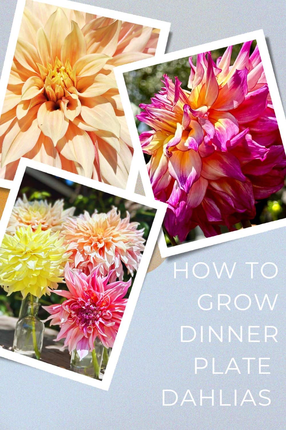 How to Grow Dinner Plate Dahlias and Care for Them WM Design House