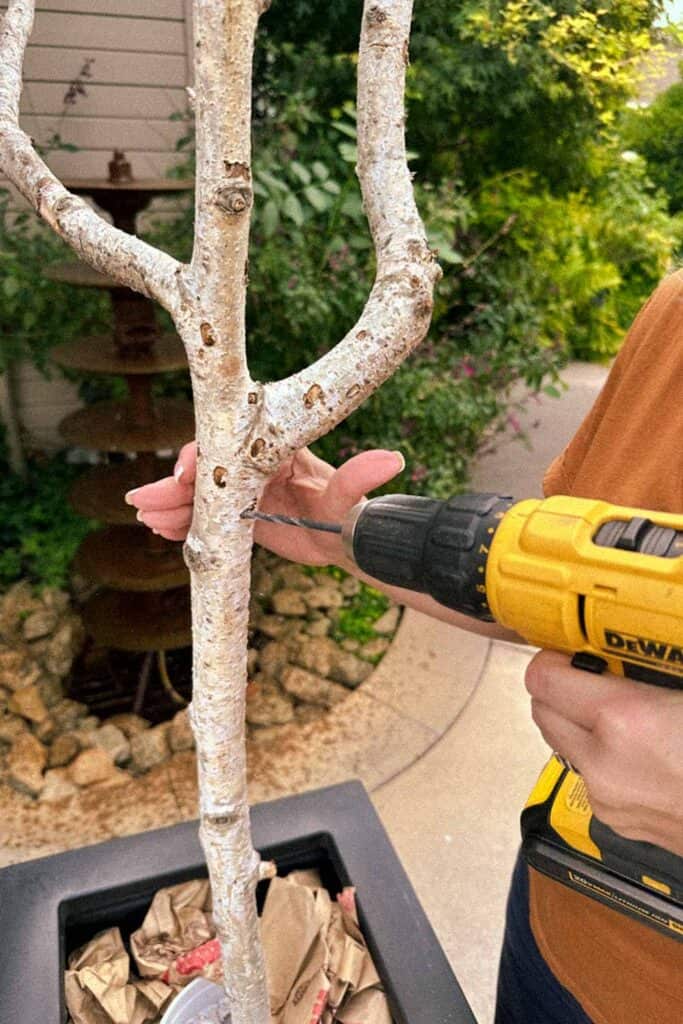 A lady drilling holes into a birch branch on an angle 