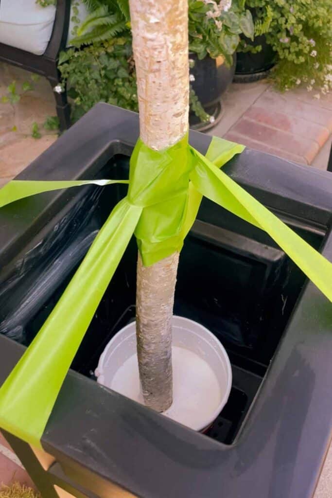 Securing a birch branch in plaster of Paris  with frog tape 
