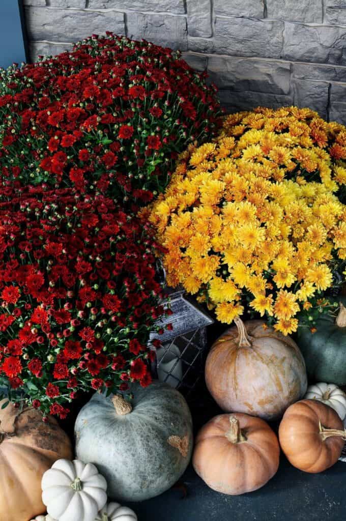 Fall Mums are perfect for fall front porch decorating ideas on a budget