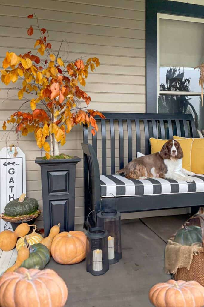 Front porch set for fall with a DIY Fall tree that looks real with a bench and dog and lots of pumpkins