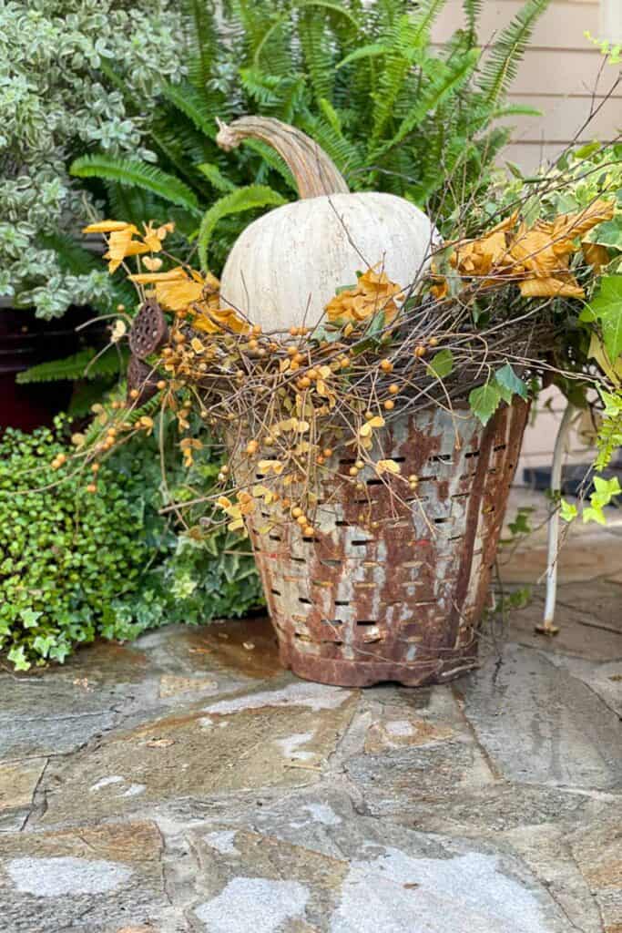 White pumpkin painted with baking soda for texture and color and placed in a bucket with gold leaves and berries. 