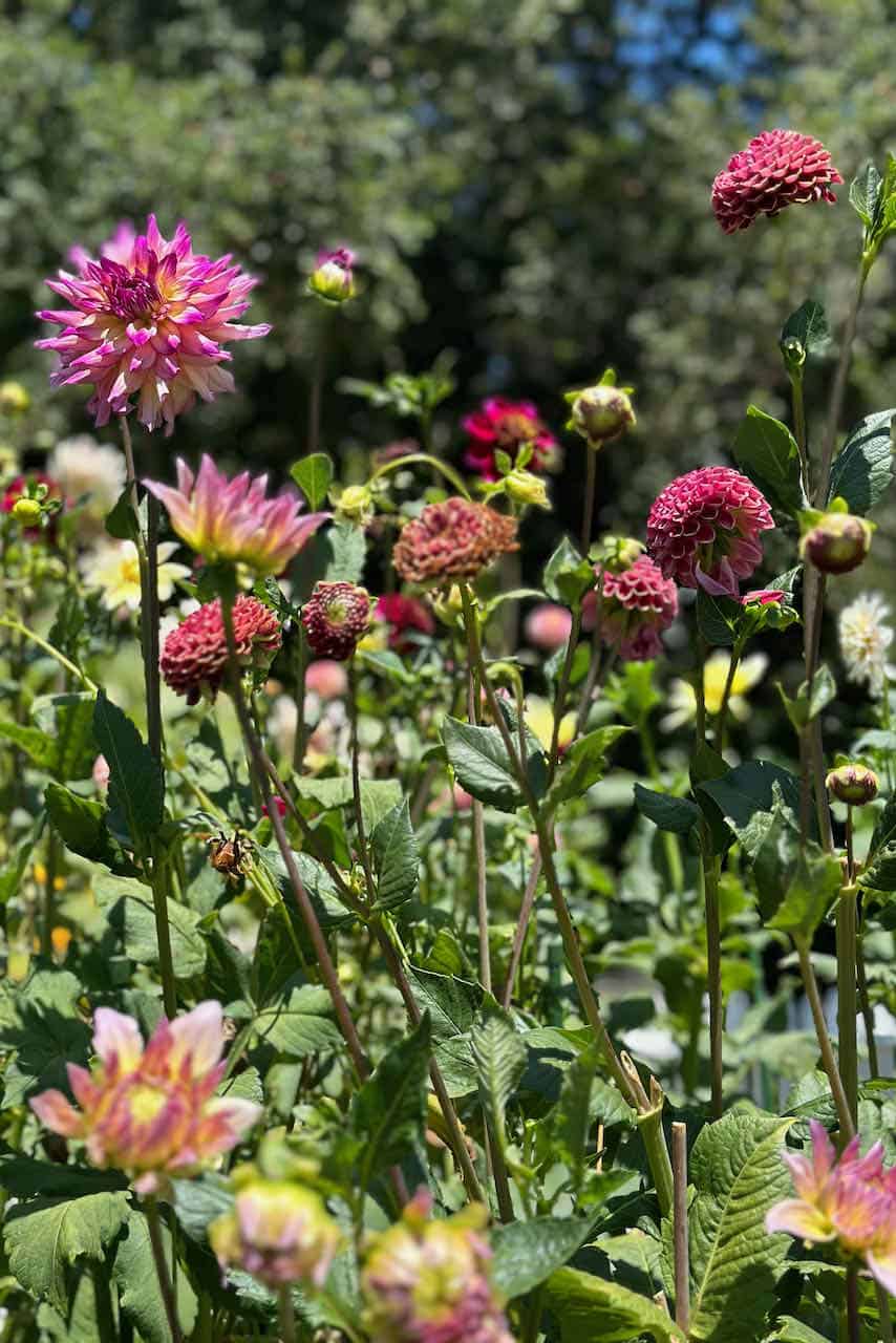 Dahlia's growing in the garden