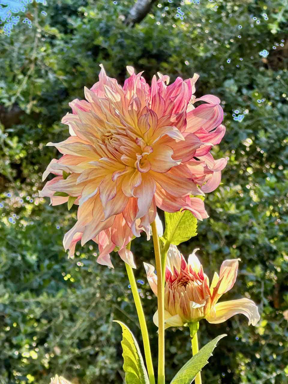 How to Grow Dinner Plate Dahlias and Care for Them