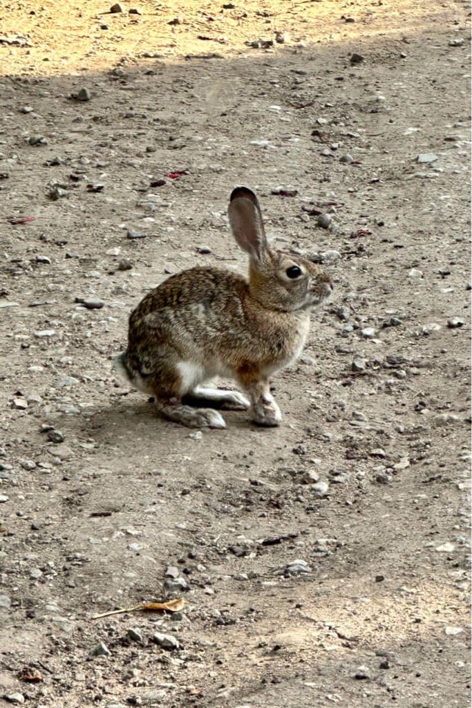 rabbit in the dirt 