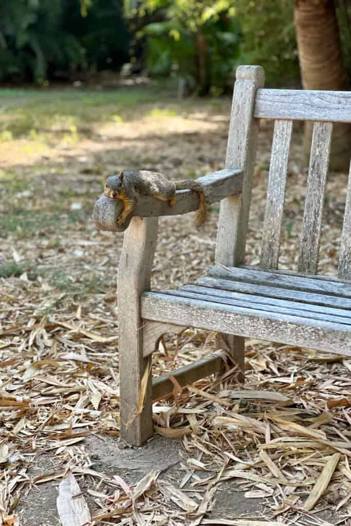 Squirrel resting on the bench arm. 