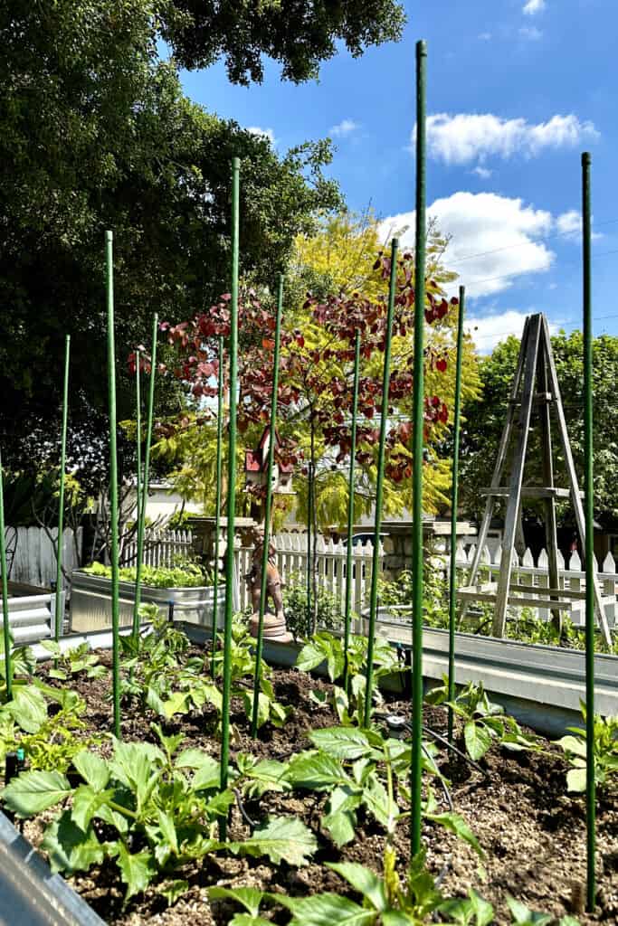 A green garden with young plants supported by stakes thriving in raised beds under a bright blue sky. In the background, there's a tree with red leaves, a white picket fence, and a wooden ladder-like structure. It's an idyllic spot to learn how to grow dinner plate dahlias among lush green trees.