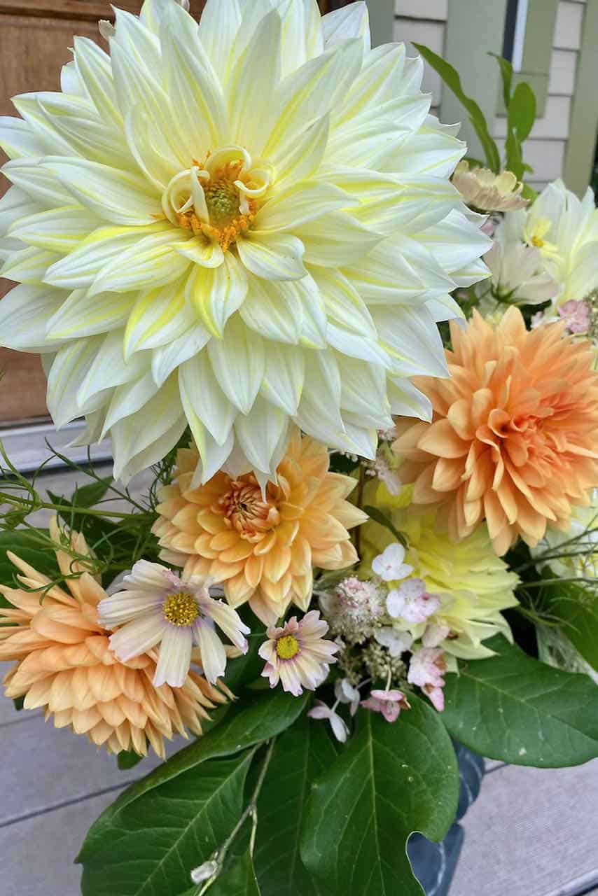A bouquet of large pale yellow and peach dahlias with green leaves, arranged in a vase on a porch; the elegant dahlia flower arrangements stand out against a backdrop featuring the house wall and door.