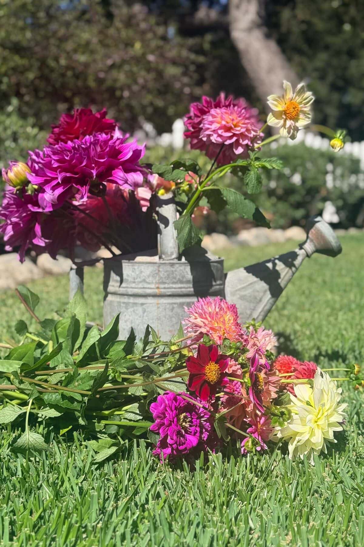 A metal watering can filled with bright, colorful dahlias sits on grass, accompanied by more dahlias lying beside it. This charming scene beautifully showcases dahlia flower arrangements, set against a lush garden and trees visible in the blurred background.