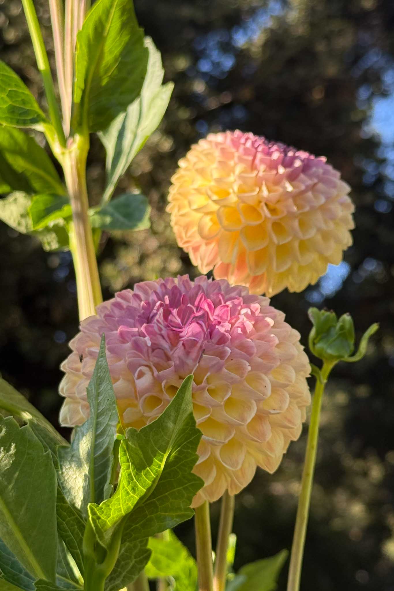 Two round dahlias with pink and yellow petals bloom among green leaves, lit by sunlight with a blurred dark background of trees—a striking scene reminiscent of elegant dahlia flower arrangements.