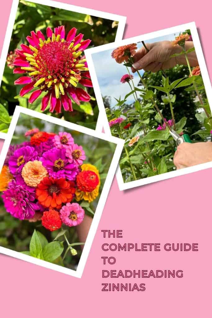 Images of zinnias and a zinnia bouquet for the complete guide to deadheading zinnias 