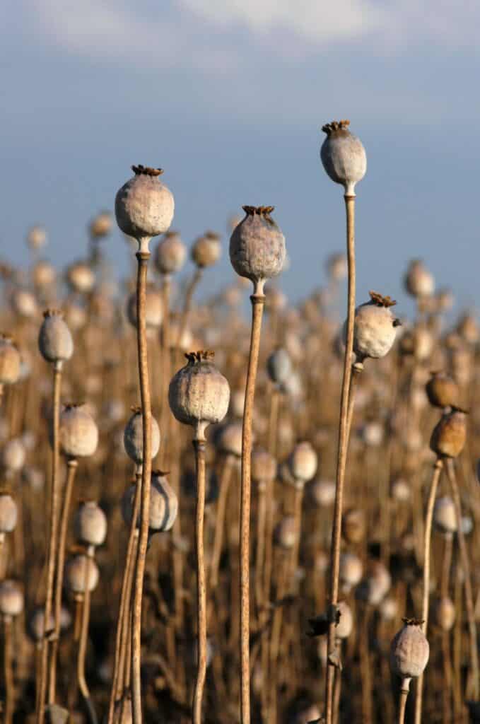 dried poppy pods in a field