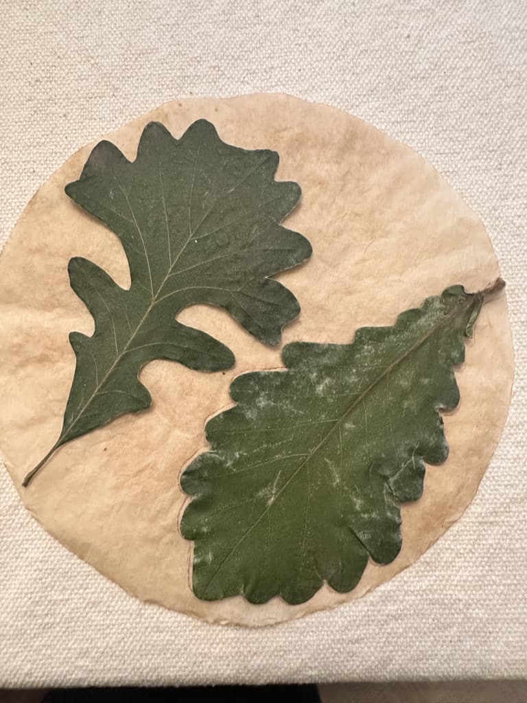 tracing real leaf patterns onto  coffee filters 