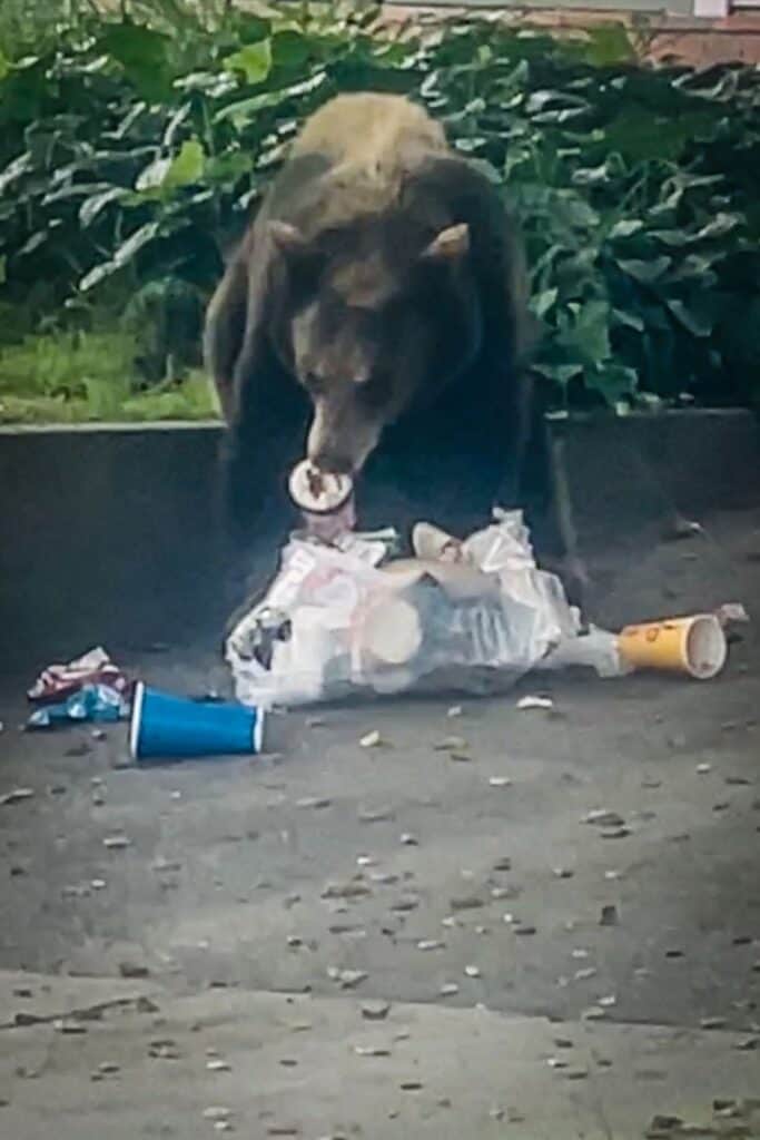 Bear sitting and eating trash 