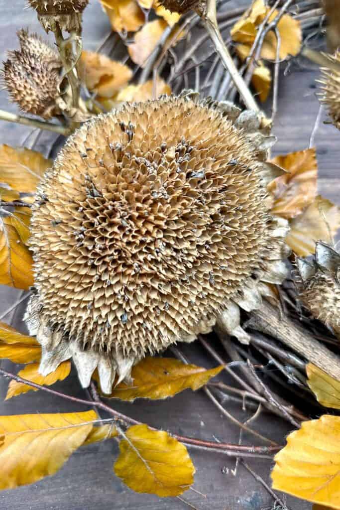How to Make a Foraged Fall Wreath with Natural Materials-close image of a dried sunflower.