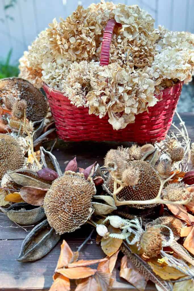 A basket of dried hydrangeas sits near the wreath before inserting them into the wreath.