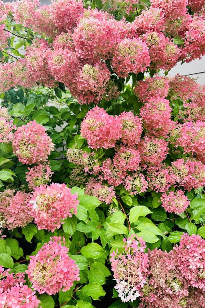 pink hydrangea bush 