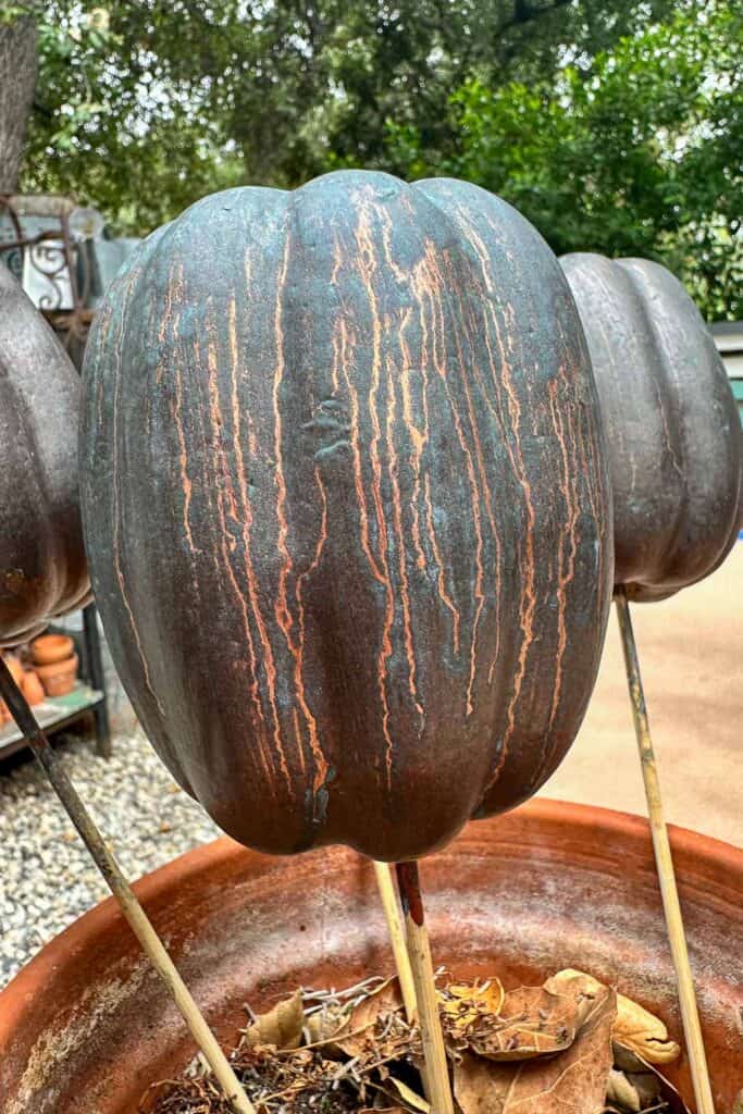 Pumpkin drying with a copper green patina on the exterior. 