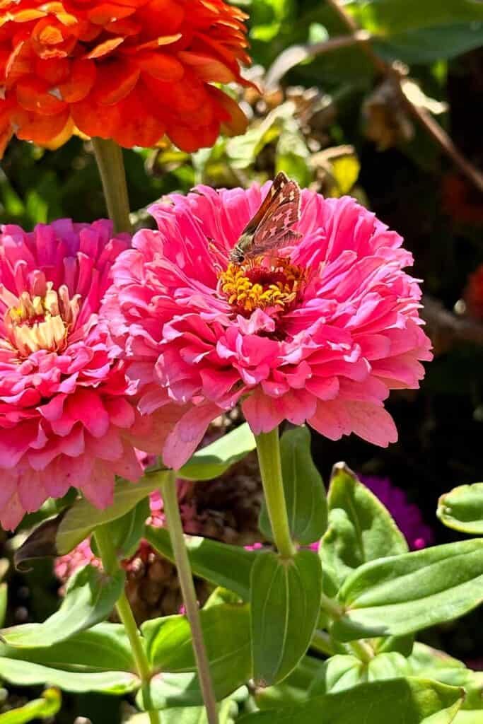 zinnias with bees 