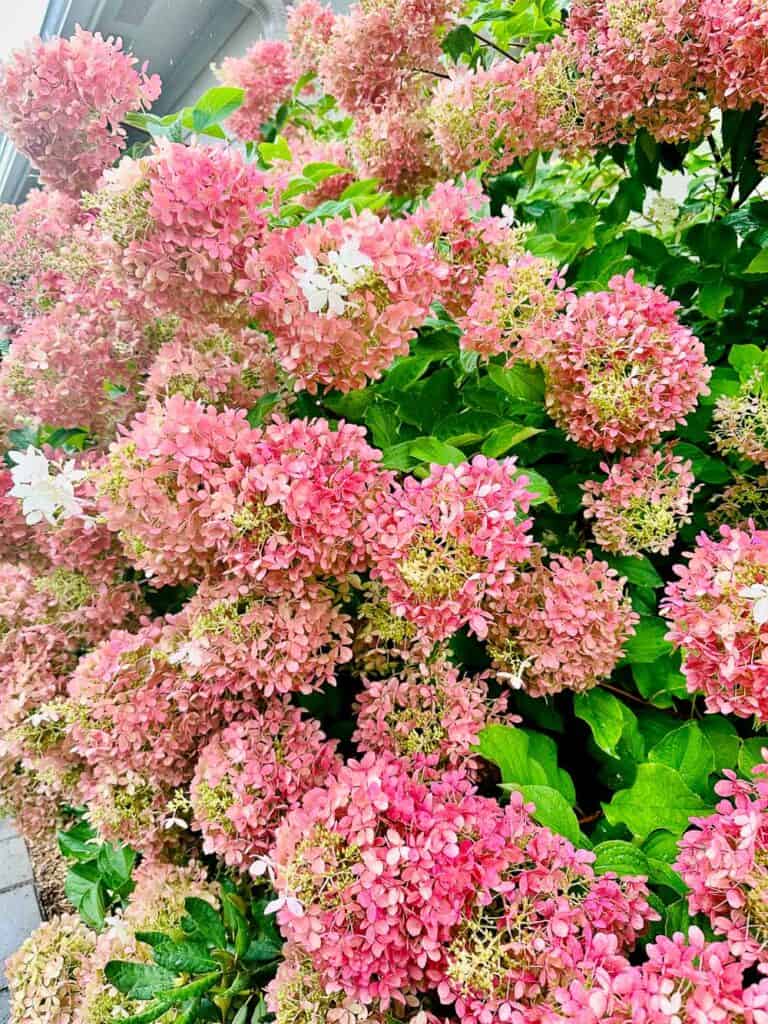 amazing hydrangeas