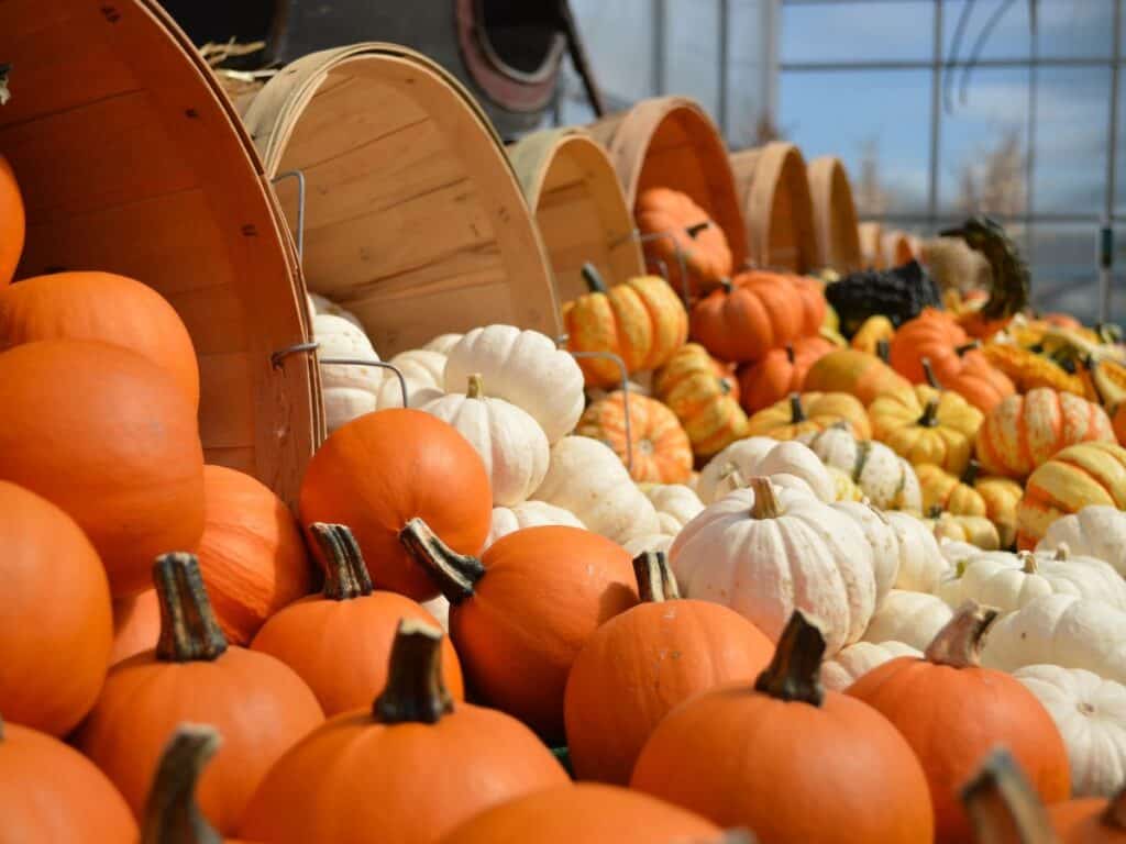 pumpkins in bushel baskets