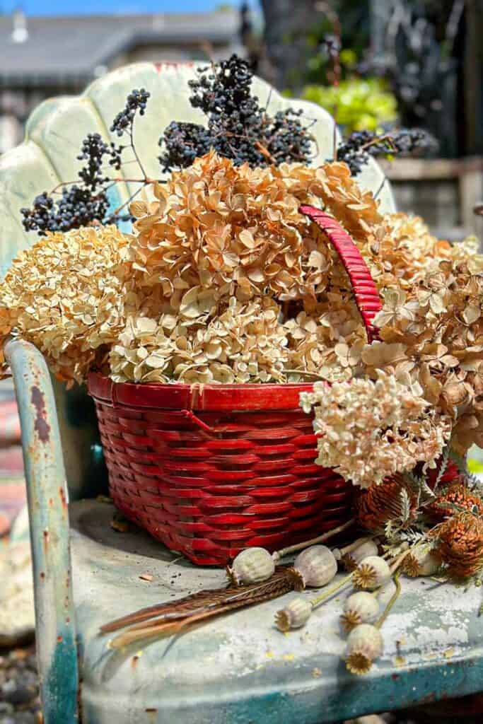 Dried hydrangeas in a red basket sitting on a vintage chair in the garden