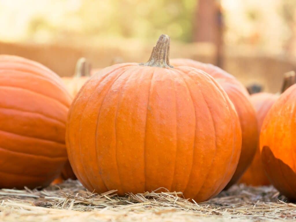 pumpkin - benefits of pumpkin facial 