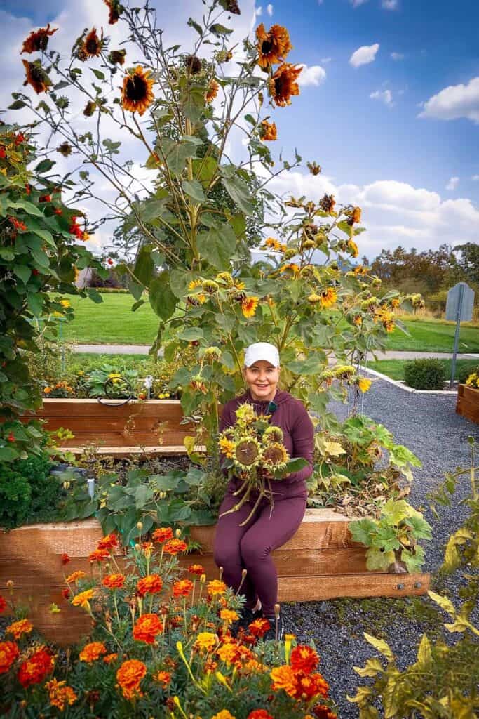 Wendy foraging sunflowers from the garden to decorate her porch 