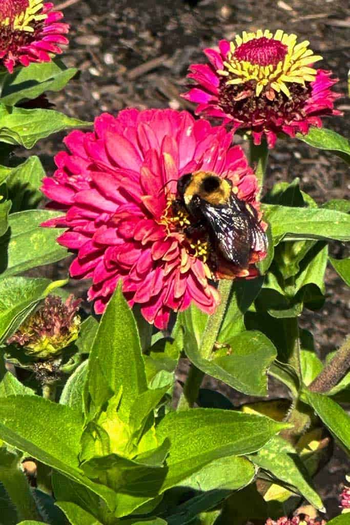 A Bee pollinating a pink zinnia in the garden.