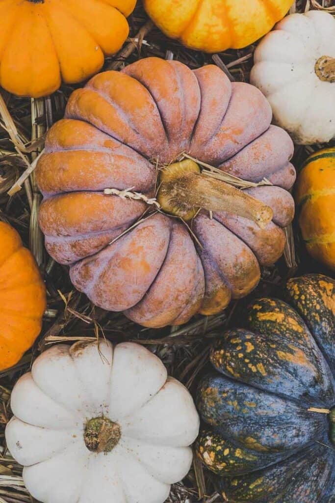 A close-up of various pumpkins and squash in a pile, featuring different colors and textures, including large orange, white, green, and multicolored varieties. The pumpkins are resting on a bed of straw.