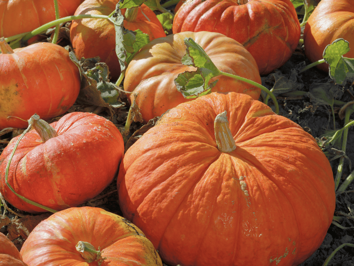 Cinderella Pumpkins: How To Grow, Cook & Decorate With Them