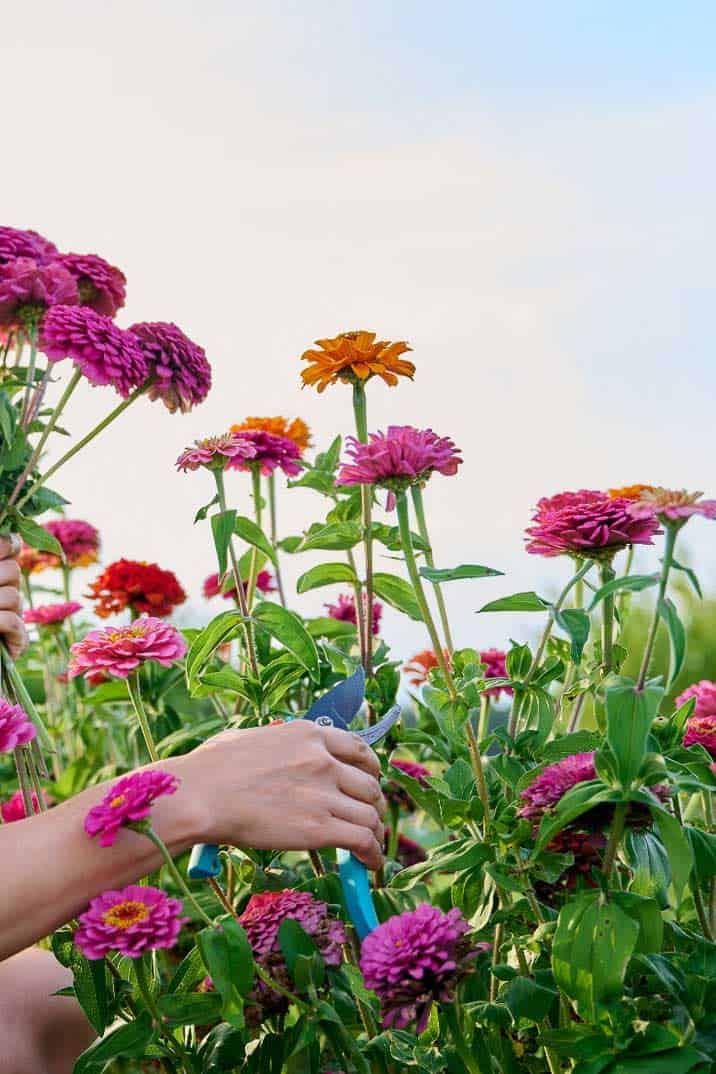 A Woman cutting zinnias in the garden