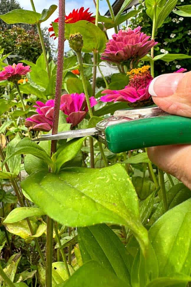 Trimming zinnias right at the top of two new leaves