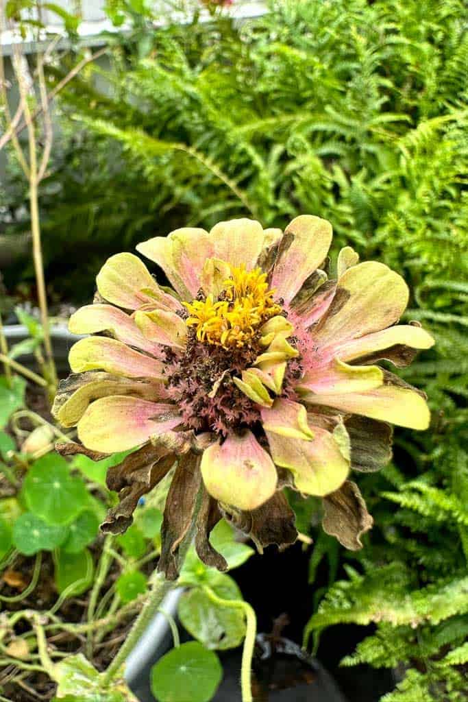 A spent zinnia that needs to be deadheaded,