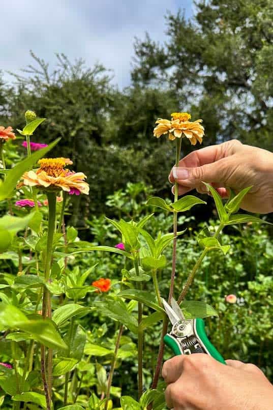 A woman deadheading a zinnia right above two leaves