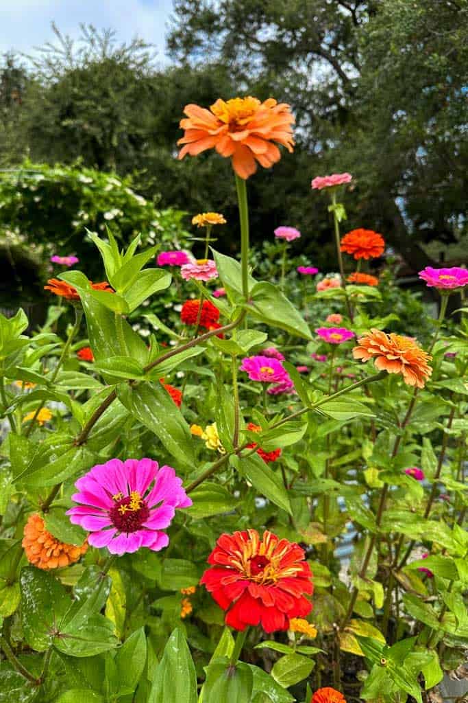 Pink, red, and orange zinnias are in the garden.