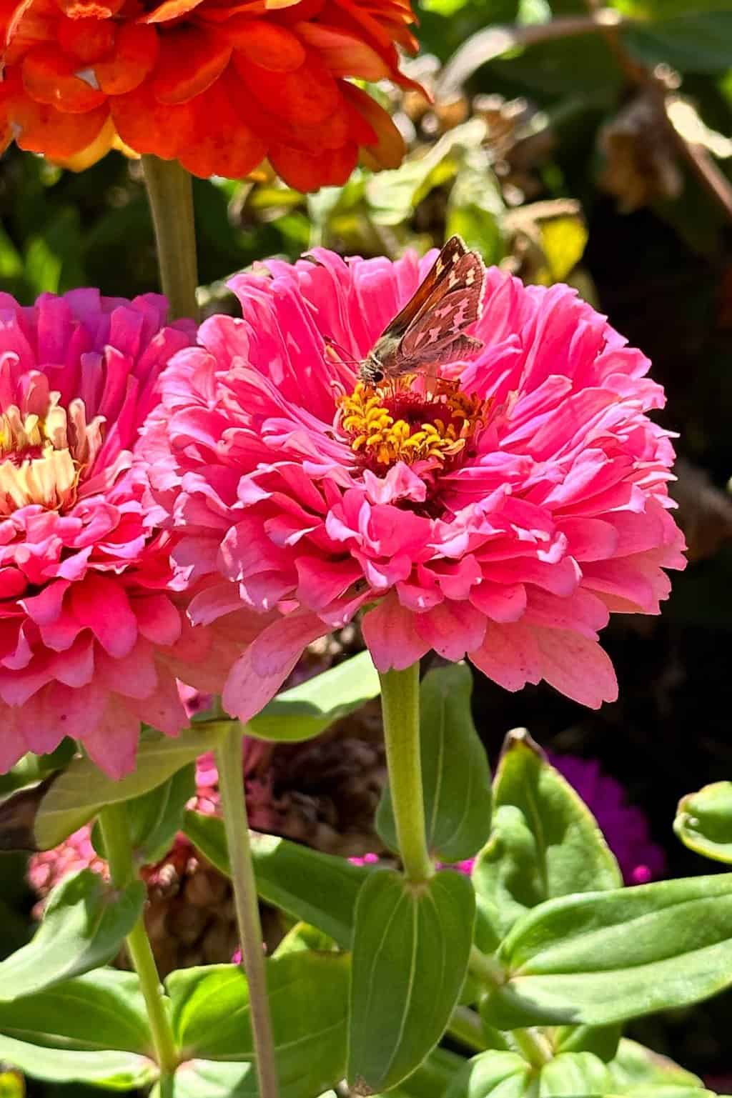How to Deadhead Zinnias The Ultimate Guide for More Blooms WM Design