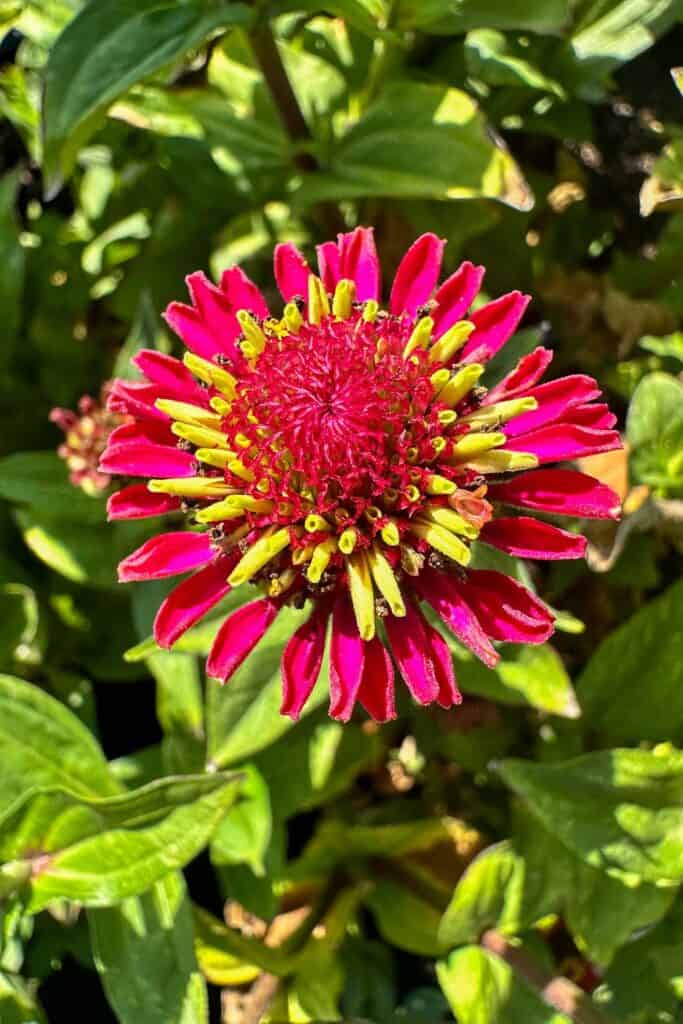 A two-tone zinnia that is green and pink