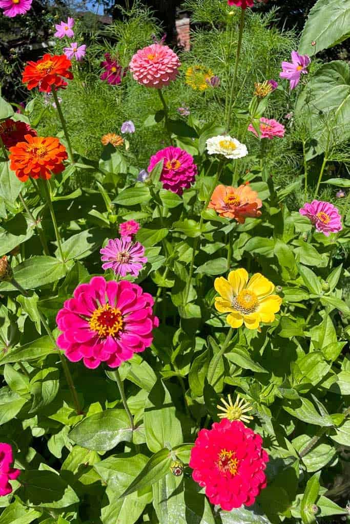 Stunning zinnias are growing in the garden amongst the cosmos.