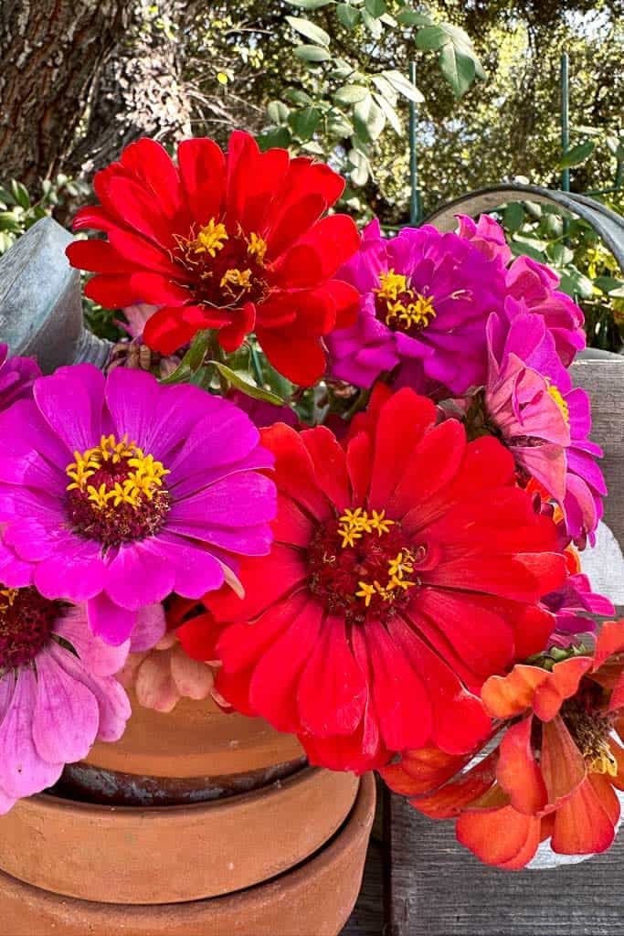 Fresh zinnias in red and pink sitting in a stack of clay pots.