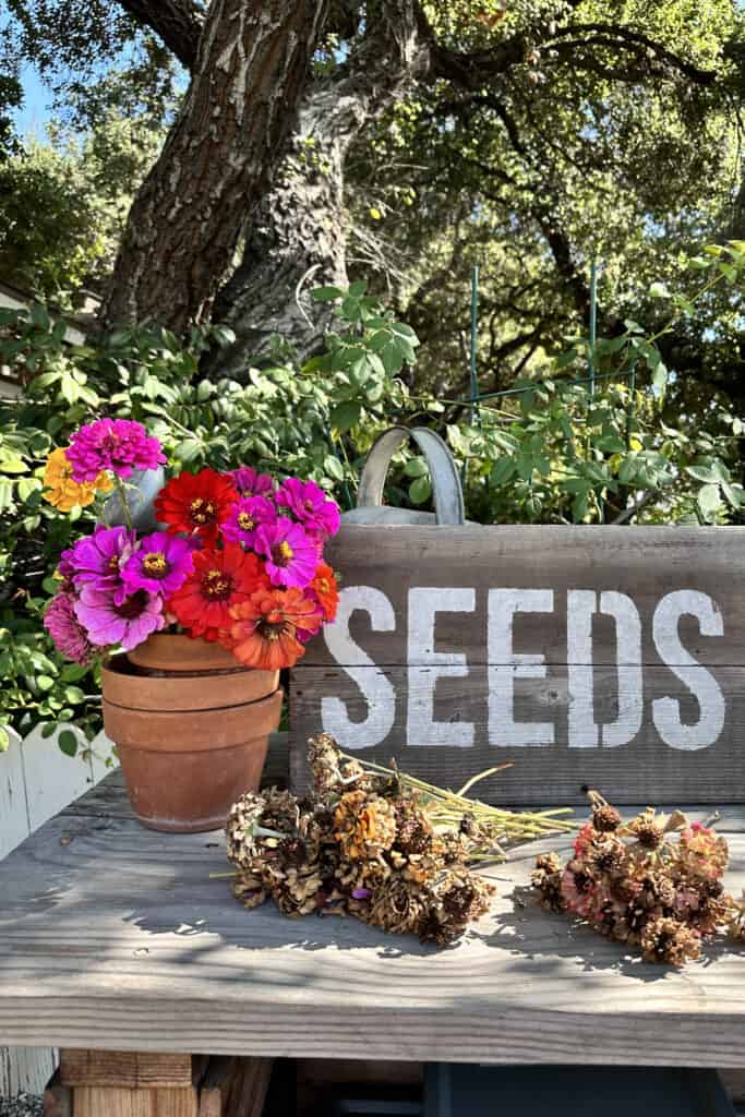 Image of fresh zinnias and zinnia seeds 