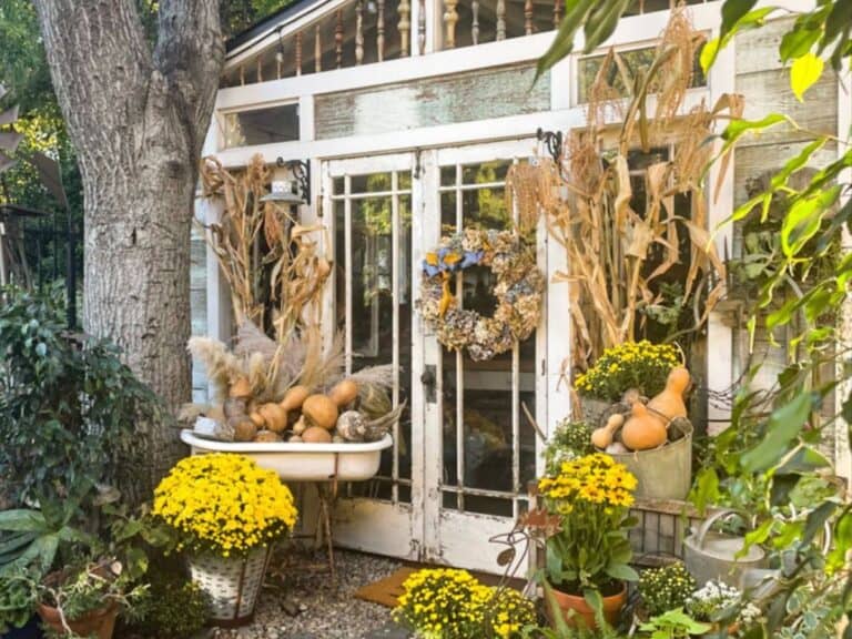 She shed in the fall with yellow mums and cornstalks and a dried hydrangea wreath on the door.