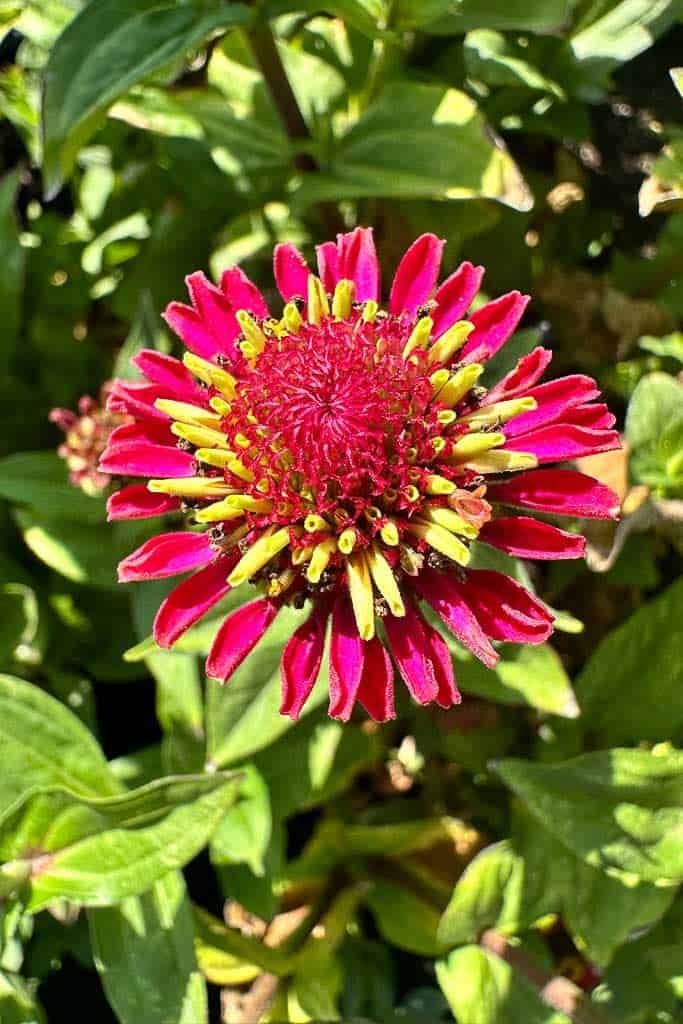 A gorgeous two-color zinnia of pink and green in full bloom.