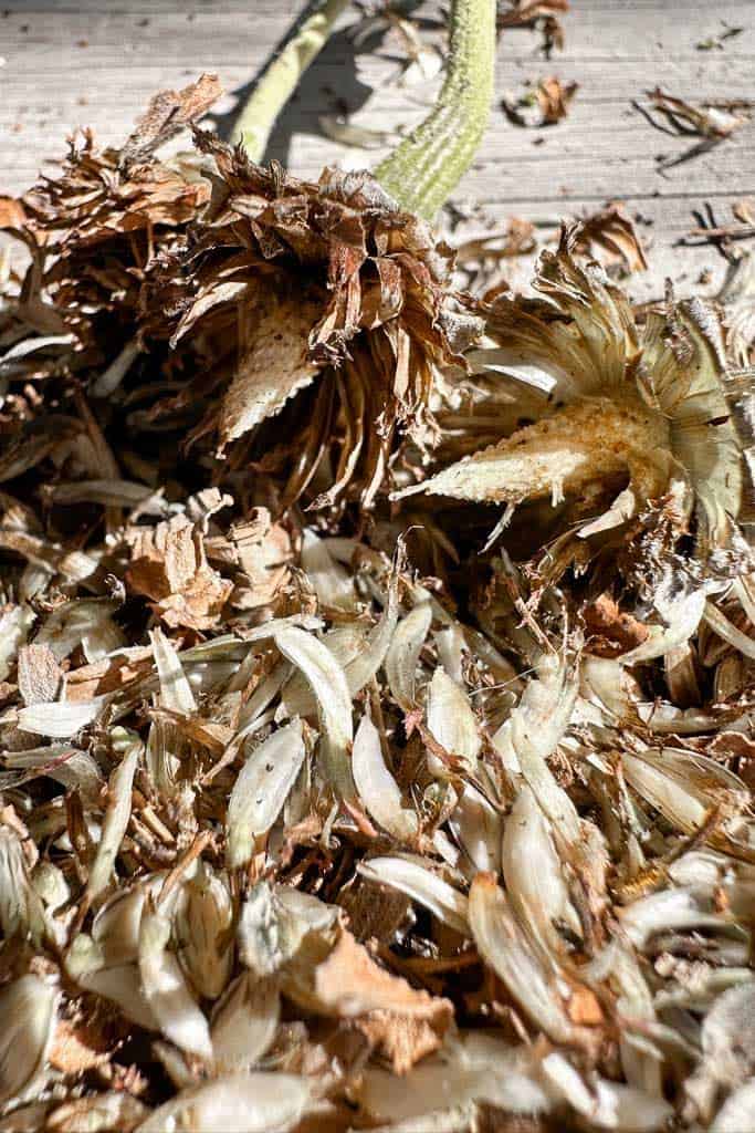 Zinnia seeds that have been removed (threshed) from the flower head.