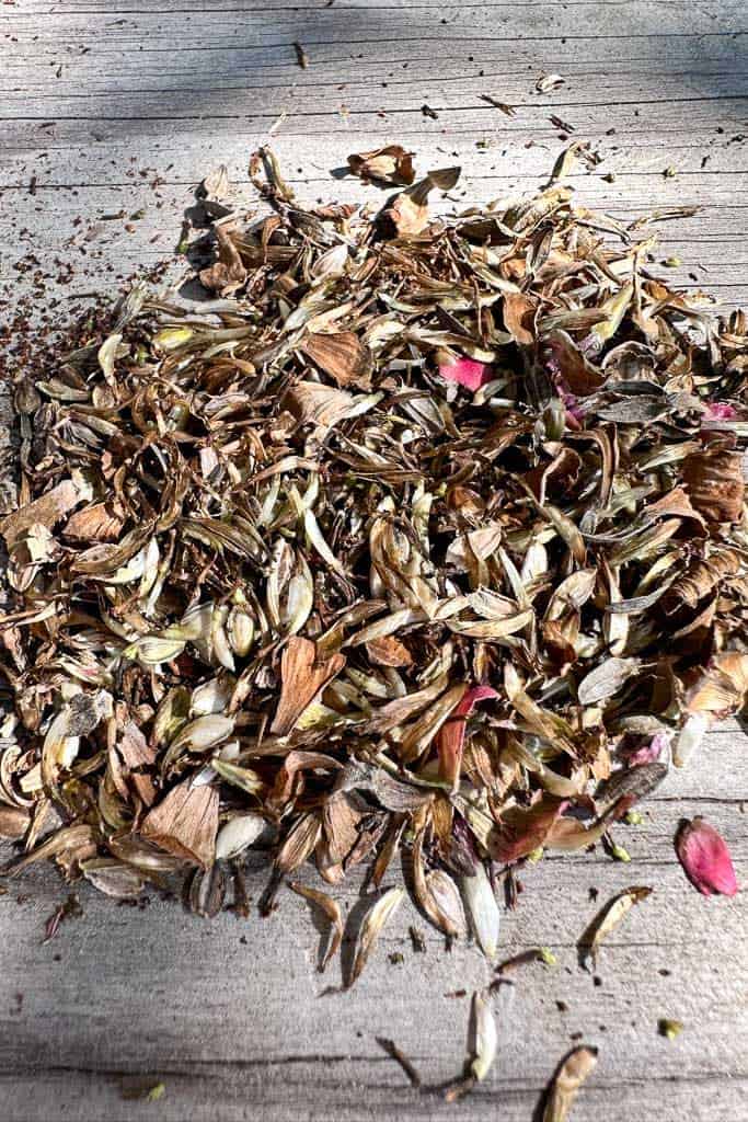 Zinnia seeds that have been removed (threshed) from the flower head.