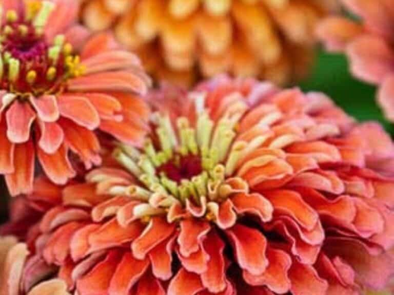 apricot zinnias