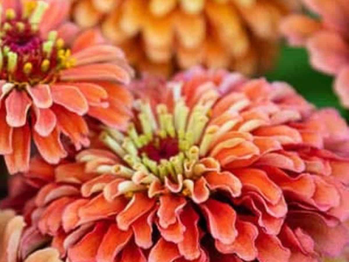How to Deadhead Zinnias: The Ultimate Guide for More Blooms
